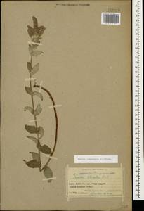 Mentha longifolia (L.) L., Caucasus, Armenia (K5) (Armenia)