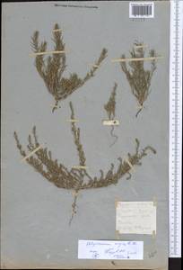 Polycnemum majus A. Braun, Eastern Europe, Central forest-and-steppe region (E6) (Russia)