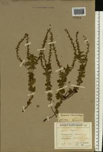 Veronica chamaedrys L., Eastern Europe, North Ukrainian region (E11) (Ukraine)