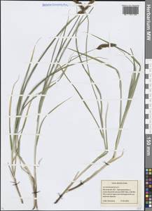 Carex disticha Huds., Eastern Europe, Moscow region (E4a) (Russia)