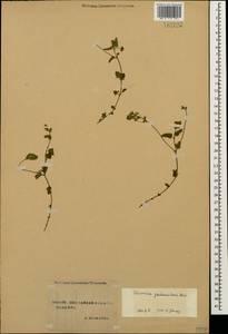 Veronica peduncularis M. Bieb., Caucasus, Stavropol Krai, Karachay-Cherkessia & Kabardino-Balkaria (K1b) (Russia)