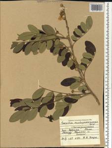 Bobgunnia madagascariensis (Desv.)J.H.Kirkbr. & Wiersema, Africa (AFR) (Mali)