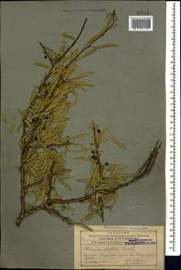 Rhamnus erythroxyloides subsp. erythroxyloides, Caucasus, Armenia (K5) (Armenia)