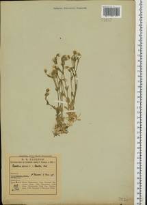 Cerastium alpinum L., Eastern Europe, Northern region (E1) (Russia)