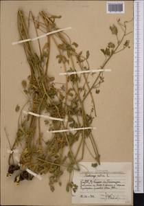 Medicago sativa L., Middle Asia, Western Tian Shan & Karatau (M3) (Uzbekistan)