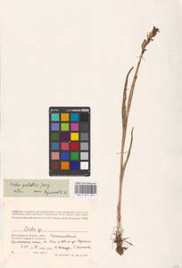 Anacamptis palustris (Jacq.) R.M.Bateman, Pridgeon & M.W.Chase, Eastern Europe, Lower Volga region (E9) (Russia)