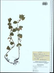 Glechoma hederacea L., Eastern Europe, Central region (E4) (Russia)