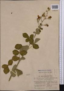 Rubus ×karakalensis Freyn, Middle Asia, Kopet Dag, Badkhyz, Small & Great Balkhan (M1) (Turkmenistan)