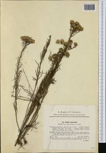 Galatella linosyris (L.) Rchb. fil., Western Europe (EUR) (Czech Republic)