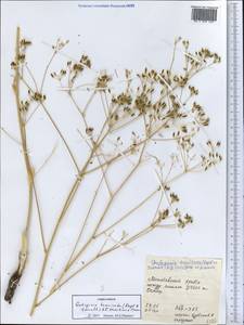 Galagania tenuisecta (Regel & Schmalh.) M.G.Vassiljeva & Pimenov, Middle Asia, Western Tian Shan & Karatau (M3) (Tajikistan)