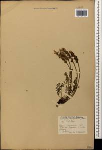 Onobrychis biebersteinii Sirj., Caucasus, Georgia (K4) (Georgia)