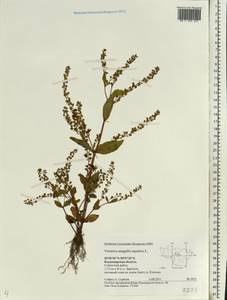 Veronica anagallis-aquatica L., Eastern Europe, Central region (E4) (Russia)