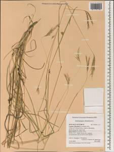 Andropogon distachyos L., South Asia, South Asia (Asia outside ex-Soviet states and Mongolia) (ASIA) (Cyprus)