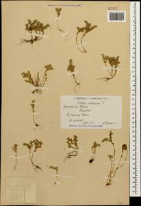 Sedum annuum L., Caucasus, Armenia (K5) (Armenia)