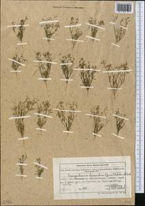Spergularia diandra (Guss.) Boiss., Middle Asia, Muyunkumy, Balkhash & Betpak-Dala (M9) (Kazakhstan)
