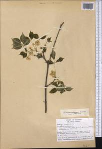 Staphylea trifolia L., America (AMER) (United States)