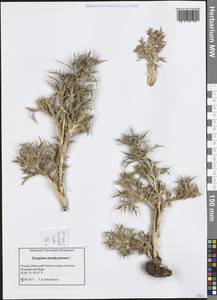 Eryngium amethystinum L., Western Europe (EUR) (Croatia)