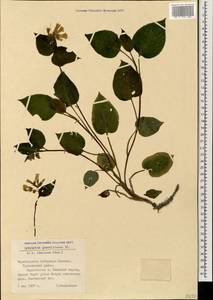 Symphytum grandiflorum DC., Caucasus, Black Sea Shore (from Novorossiysk to Adler) (K3) (Russia)