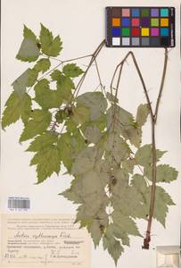 Actaea rubra subsp. rubra, Eastern Europe, Northern region (E1) (Russia)