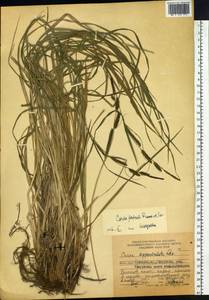 Carex forficula Franch. & Sav., Siberia, Russian Far East (S6) (Russia)