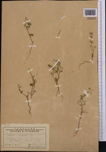 Nepeta micrantha Bunge, Middle Asia, Syr-Darian deserts & Kyzylkum (M7) (Kazakhstan)
