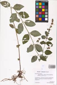 MHA 0 014 895, Mentha × dalmatica Tausch, Eastern Europe, Central region (E4) (Russia)