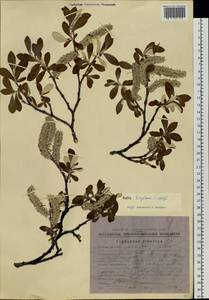 Salix krylovii E. L. Wolf, Siberia, Chukotka & Kamchatka (S7) (Russia)