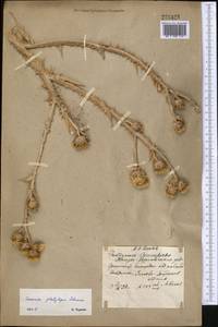 Cousinia platylepis Schrenk ex Fisch. & C. A. Mey., Middle Asia, Muyunkumy, Balkhash & Betpak-Dala (M9) (Kazakhstan)