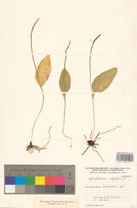 Ophioglossum vulgatum L., Eastern Europe, Western region (E3) (Russia)