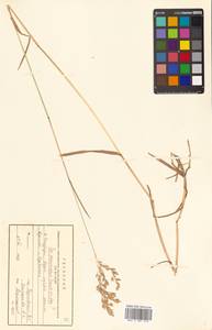 Poa macrocalyx Trautv. & C.A.Mey., Siberia, Russian Far East (S6) (Russia)