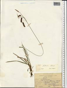 Carex flacca Schreb., Eastern Europe, Belarus (E3a) (Belarus)