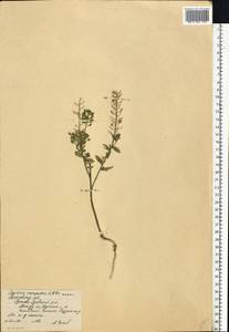 Lepidium campestre (L.) W. T. Aiton, Eastern Europe, Moscow region (E4a) (Russia)