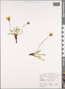 Crepis chrysantha (Ledeb.) Turcz., Siberia, Chukotka & Kamchatka (S7) (Russia)