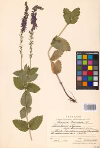 Veronica teucrium L., Eastern Europe, Moscow region (E4a) (Russia)