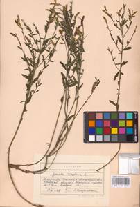 Genista tinctoria L., Eastern Europe, West Ukrainian region (E13) (Ukraine)