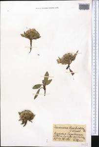 Saussurea elliptica C. B. Clarke ex Hook. fil., Middle Asia, Pamir & Pamiro-Alai (M2)