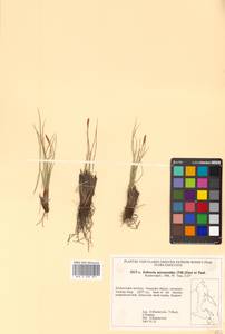 Carex myosuroides Vill., Siberia, Russian Far East (S6) (Russia)