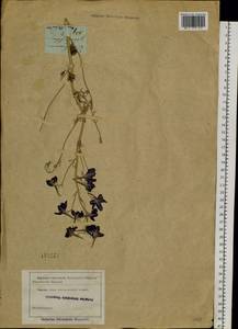 Delphinium grandiflorum L., Siberia, Altai & Sayany Mountains (S2) (Russia)