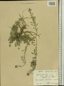 Alyssum tortuosum subsp. cretaceum Kotov, Eastern Europe, Central forest-and-steppe region (E6) (Russia)