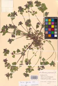 MHA 0 154 506, Lamium purpureum var. hybridum (Vill.) Vill., Eastern Europe, Central region (E4) (Russia)