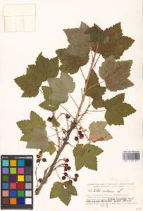 Ribes rubrum L., Eastern Europe, Moscow region (E4a) (Russia)