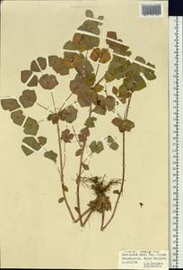 Euphorbia sieboldiana C.Morren & Decne., Siberia, Russian Far East (S6) (Russia)