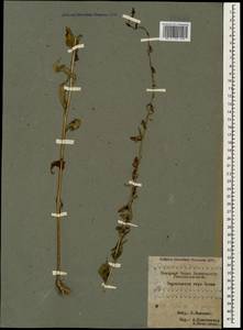 Campanula rapunculoides L., Caucasus, Krasnodar Krai & Adygea (K1a) (Russia)