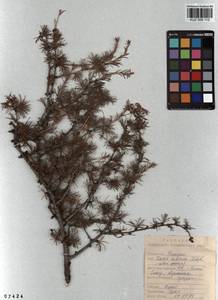 Larix sibirica Ledeb., Siberia, Altai & Sayany Mountains (S2) (Russia)