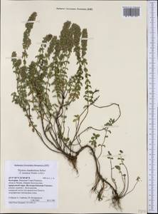 Thymus pulegioides subsp. montanus (Trevir.) Ronniger, Western Europe (EUR) (Bulgaria)