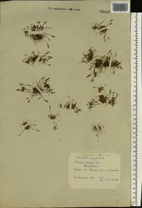 Limosella aquatica L., Eastern Europe, North-Western region (E2) (Russia)