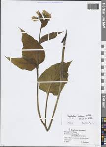 Symphytum tuberosum L., Eastern Europe, Moscow region (E4a) (Russia)