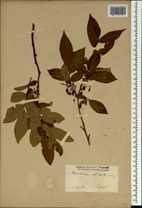 Vaccinium arctostaphylos L., South Asia, South Asia (Asia outside ex-Soviet states and Mongolia) (ASIA) (Iran)