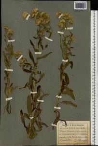 Pentanema britannicum (L.) D. Gut. Larr., Santos-Vicente, Anderb., E. Rico & M. M. Mart. Ort., Eastern Europe, South Ukrainian region (E12) (Ukraine)