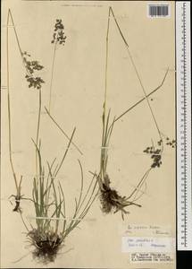 Poa sibirica Roshev., Mongolia (MONG) (Mongolia)